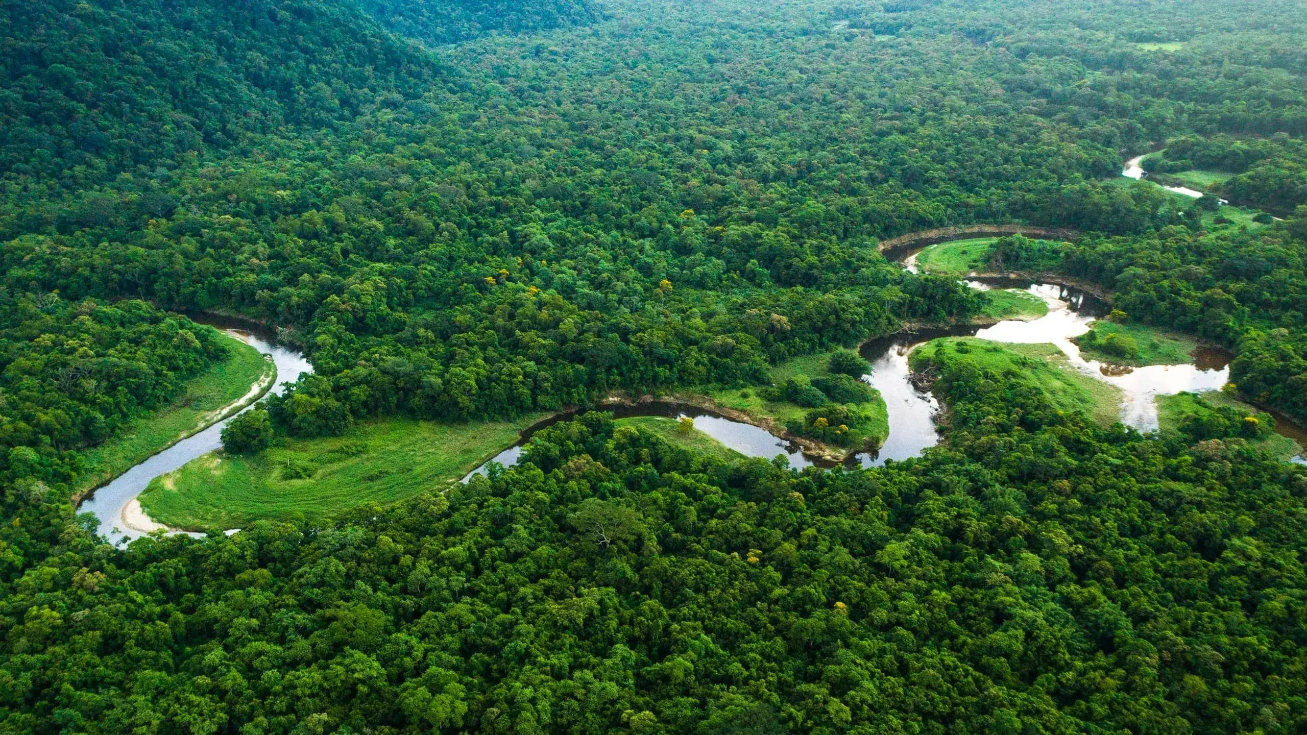 Yellow fever cases have been recently recorded in the Atlantic Forest ecoregion of Brazil in South America.