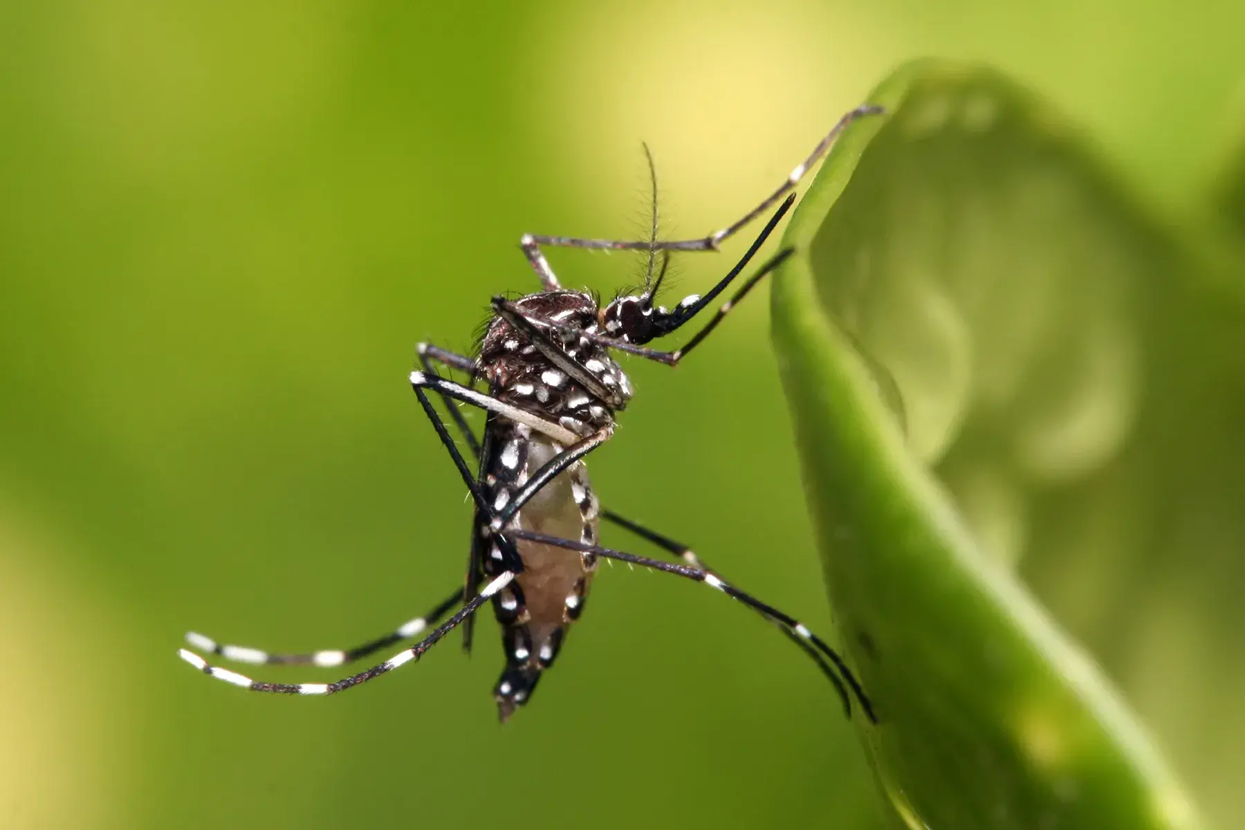 A female Aedes aegypti mosquito