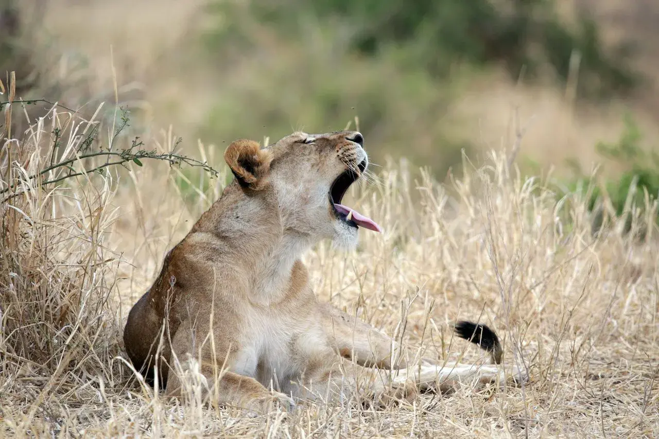 Exploring the Wildlife of Africa