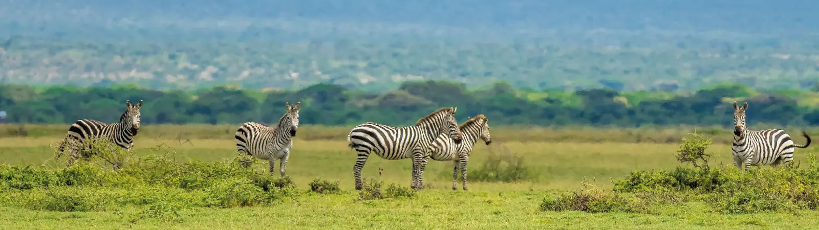 Majestic giraffes sighting on the popular Arusha National Park Day Tour experience.