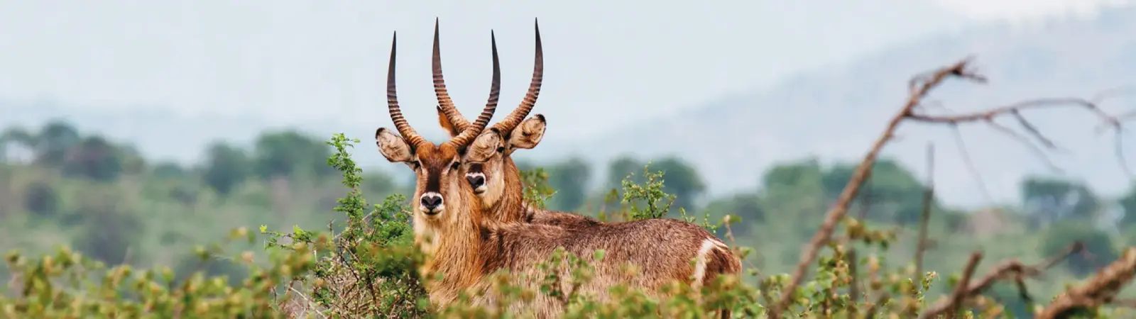 Waterbuck wildlife sighting for all single-day Tanzania tour packages and short trips.