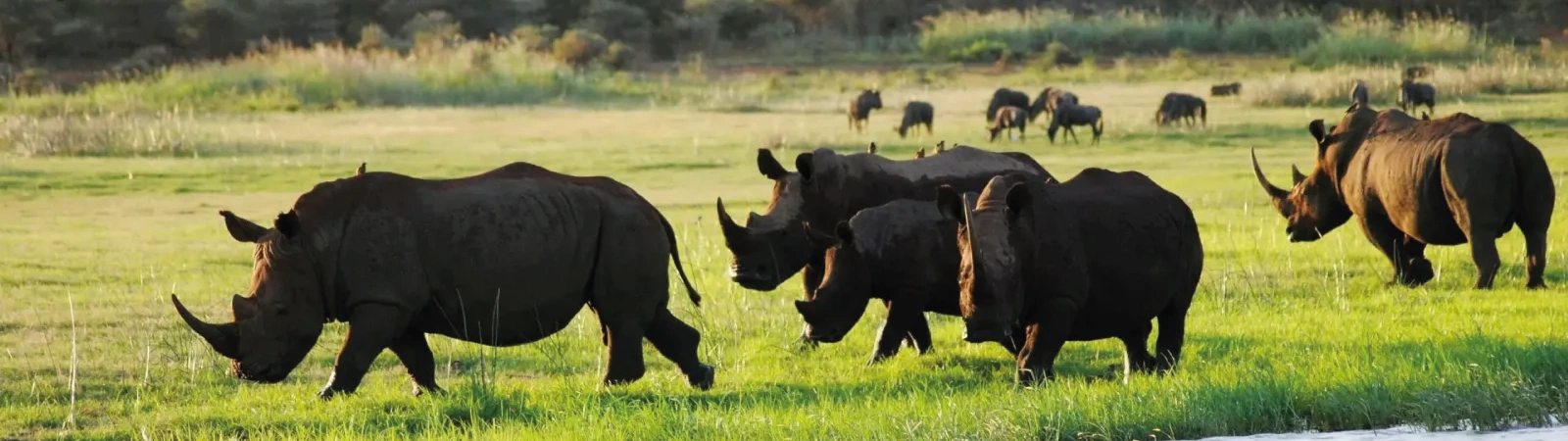 Close view of the rare Black Rhinoceros and wildebeest in the Mkomazi National Park Day Tour.