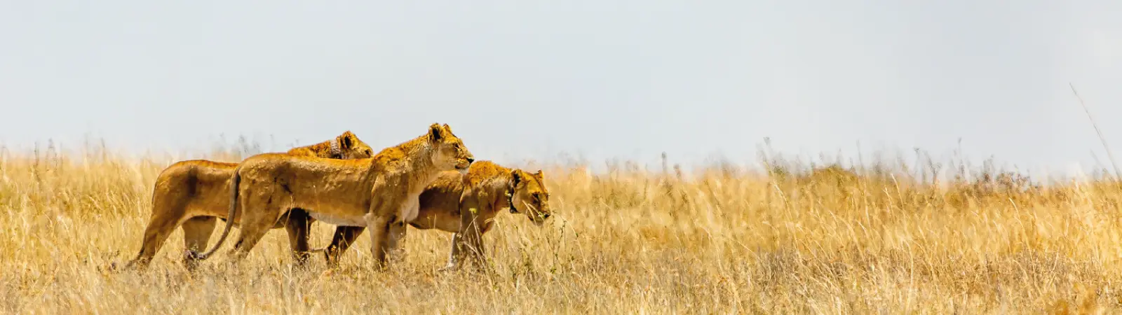 Three lionesses stalking across the vast plains during the Tarangire National Park Day Tour.
