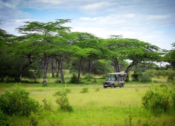 Drive through the park to view wildlife in their natural habitat in Arusha National Park
