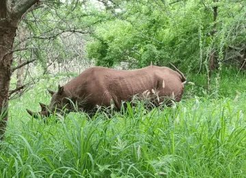 Black rhinos in the scenic landscapes of Mkomazi National Park, Tanzania.
