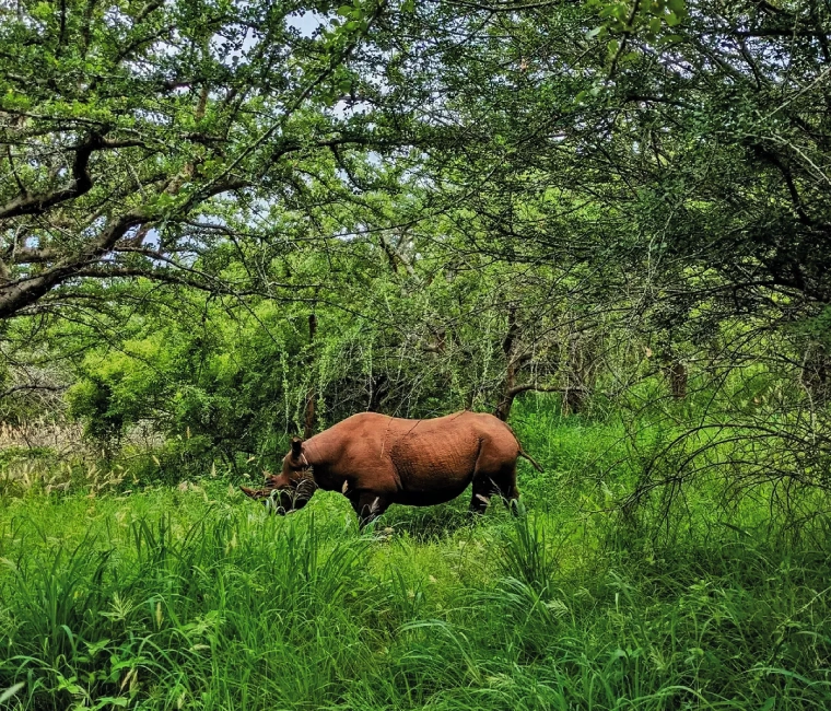 Black rhinos in the scenic landscapes of Mkomazi National Park, Tanzania.