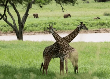 Ecosystem in Tarangire National Park, Tanzania.
