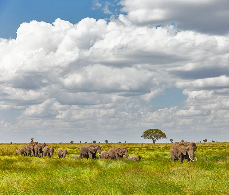 Ecosystem in Tarangire National Park, Tanzania.