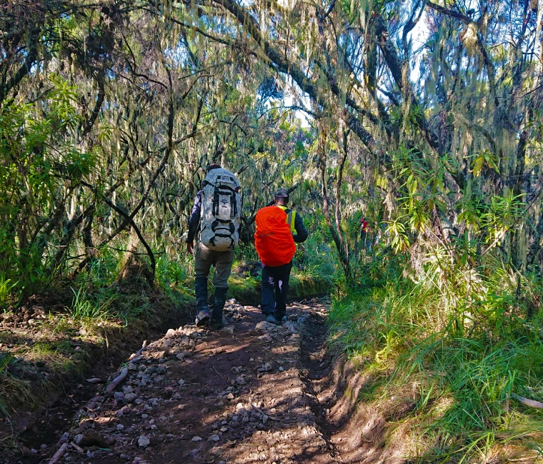 Trekking Kilimanjaro Mountain: 8-Day: Kilimanjaro Northern Circuit