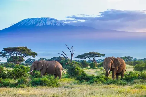 Join group: 7-Day | Kilimanjaro Rongai Route