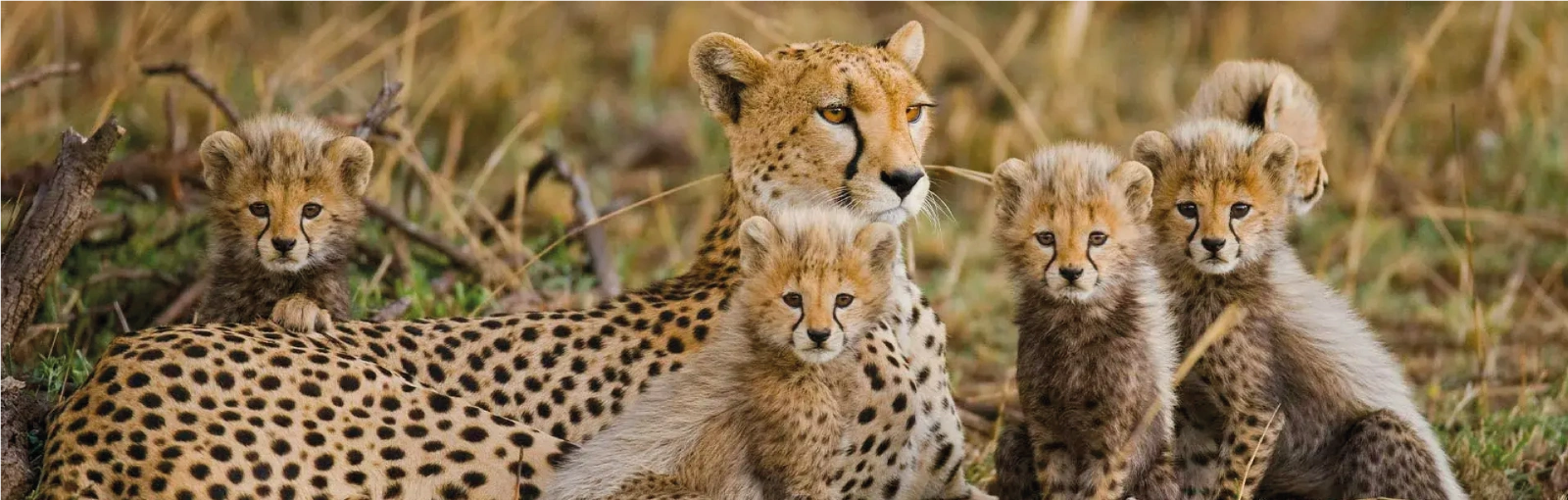 Cheetah mother sitting with her cubs in Tarangire National Park observing the savannah