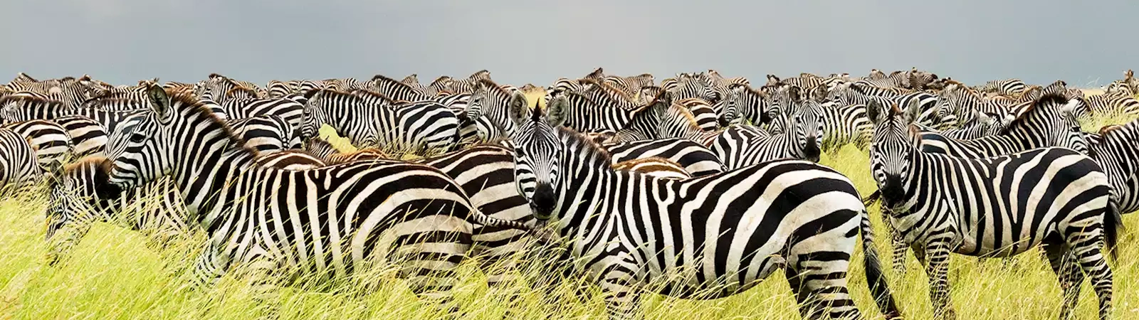 Official Refund Policy details regarding tour cancellation, payments, and money-back guarantees for Tanzania travel.