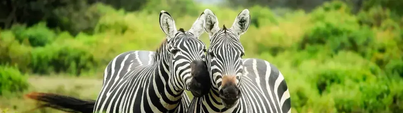 Zebras: Booking terms and conditions for Tanzania travel and tour packages.