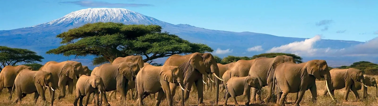 Stunning view of snow-capped Kilimanjaro mountain, showcasing essential trekking tips for an unforgettable adventure.