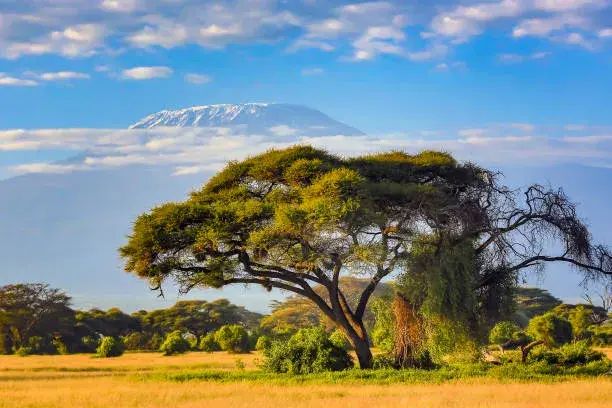 Kilimanjaro Mountain: 7 Day - Rongai Route