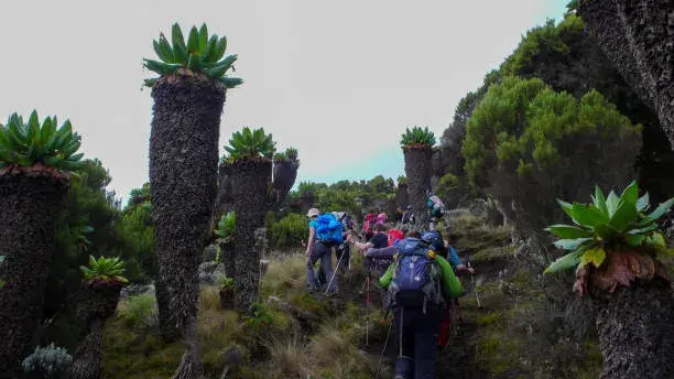 Kilimanjaro Mountain: 6 Day - Umbwe Route
