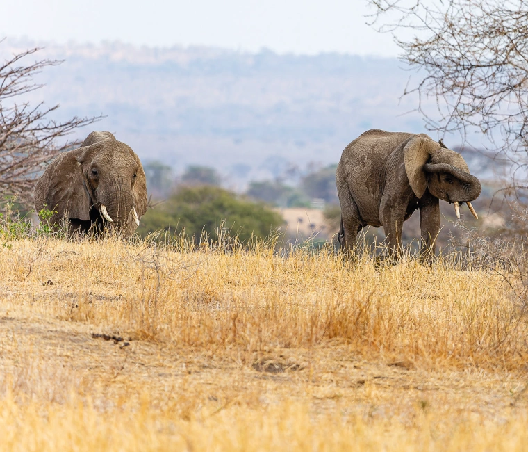 Take a guided wildlife safari in Tanzania to see African elephants wandering the savannah.