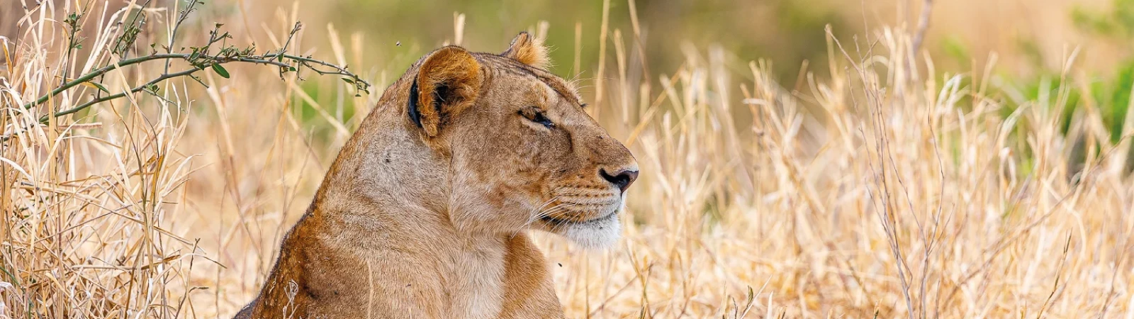 Short Tanzania safari to Lake Manyara and Ngorongoro Crater – perfect for a quick wildlife experience