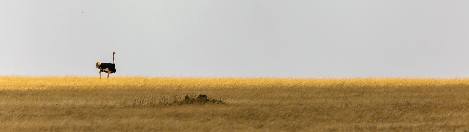 Wildlife in Tarangire, Serengeti plains, and Ngorongoro Crater – 5-day Tanzania safari adventure