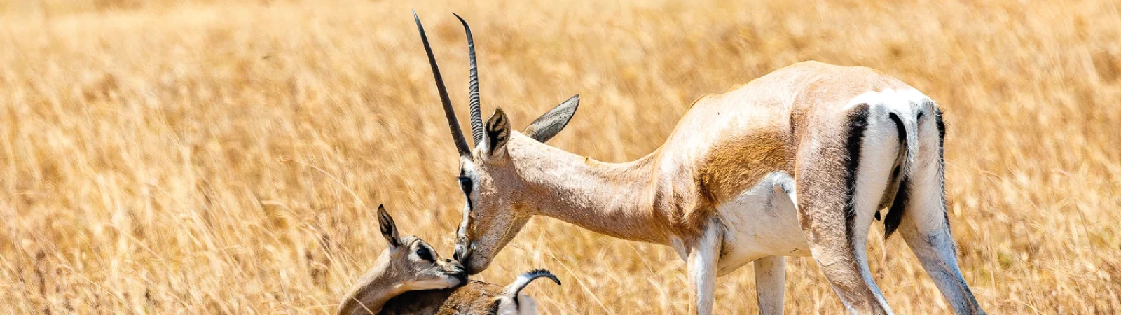 Experience Tarangire, Serengeti, Ngorongoro Crater, and Lake Manyara on a 6-day Northern Tanzania safari tour