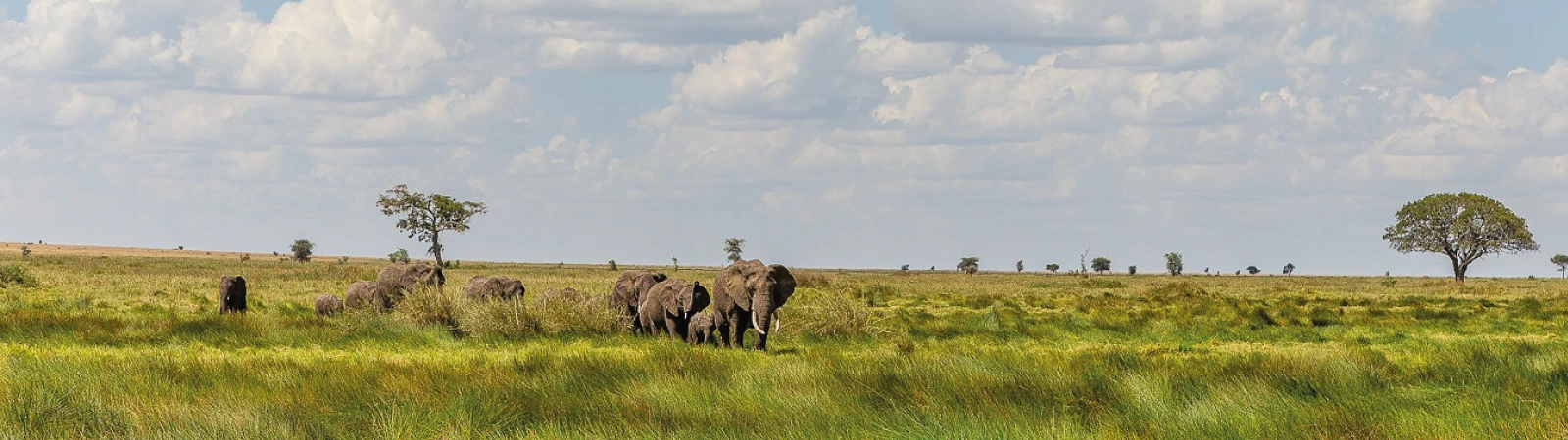 Cultural encounter in Mto wa Mbu village, wildlife in Tarangire, Serengeti, and Ngorongoro – 5-day safari with local flavor