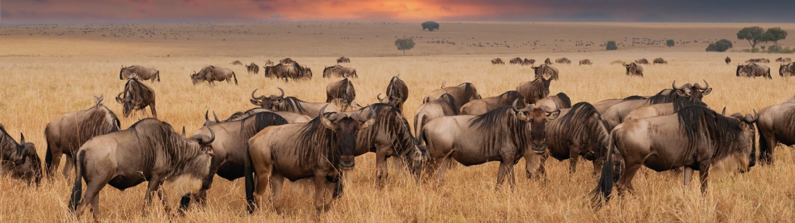 In the plains of Tanzania's Serengeti National Park, wildebeest eat grasses. Four-day excursion