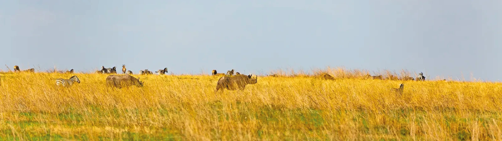 Explore all Tanzania safari packages - from short getaways to extended wildlife adventures