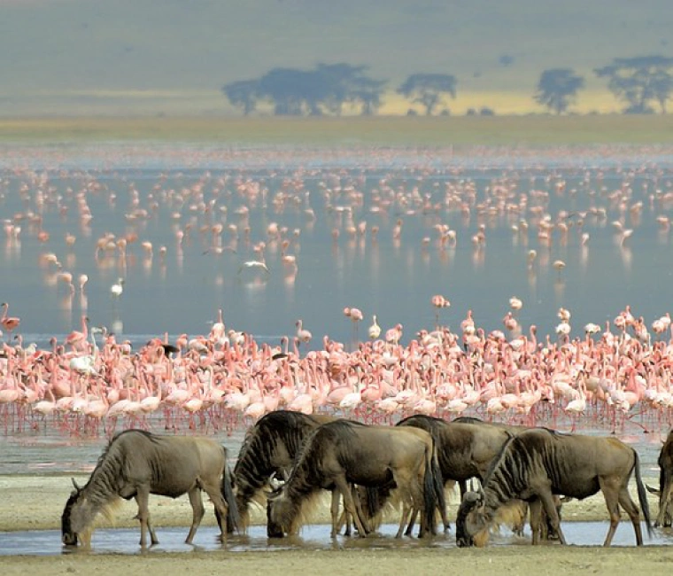 Wildebeest and flamingos at Ngorongoro Crater floor – 2-day safari to Manyara and Ngorongoro Crater