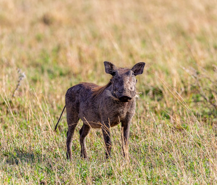 Warthog grazing in Lake Manyara National Park – 3-day Tanzania safari to Tarangire, Manyara, and Ngorongoro Crater