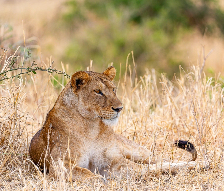 Resting lioness in Serengeti savanna – 5-day Tanzania safari to Tarangire, Serengeti, and Ngorongoro Crater