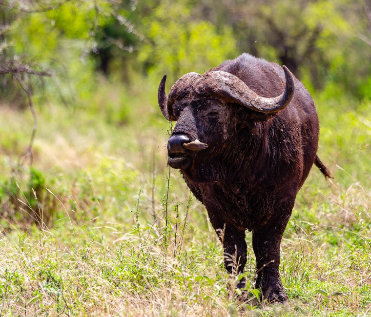 Buffalo walking through grasslands in Tarangire: 6-day safari covering Tarangire, Serengeti, Ngorongoro, and Lake Manyara