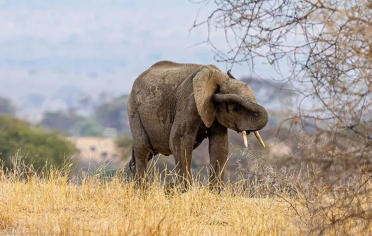 Elephant walking through grasslands in Tarangire – 6-day safari covering Tarangire, Serengeti, Ngorongoro, and Lake Manyara