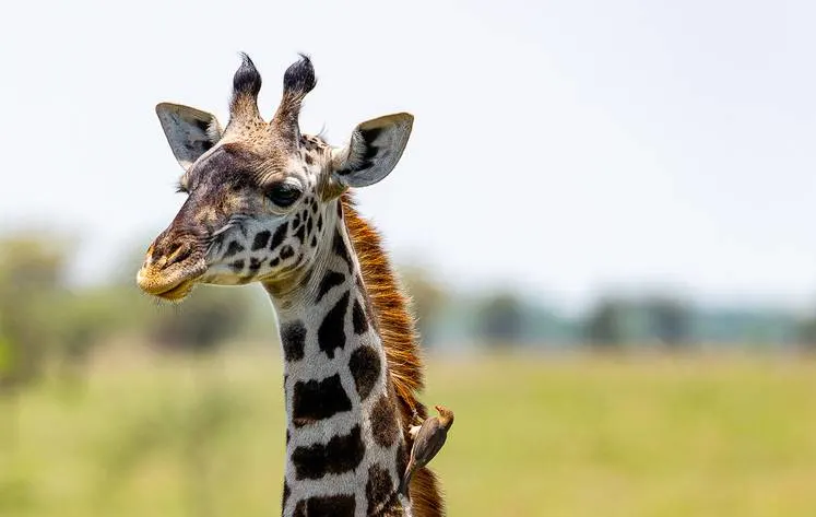Exploring Tanzania's Northern National Parks on a 4-Day Safari Adventure