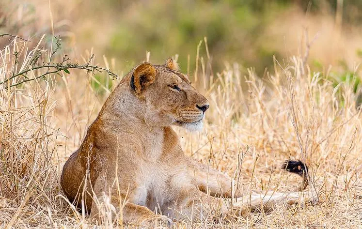 Resting lioness in Serengeti savanna – 5-day Tanzania safari to Tarangire, Serengeti, and Ngorongoro Crater
