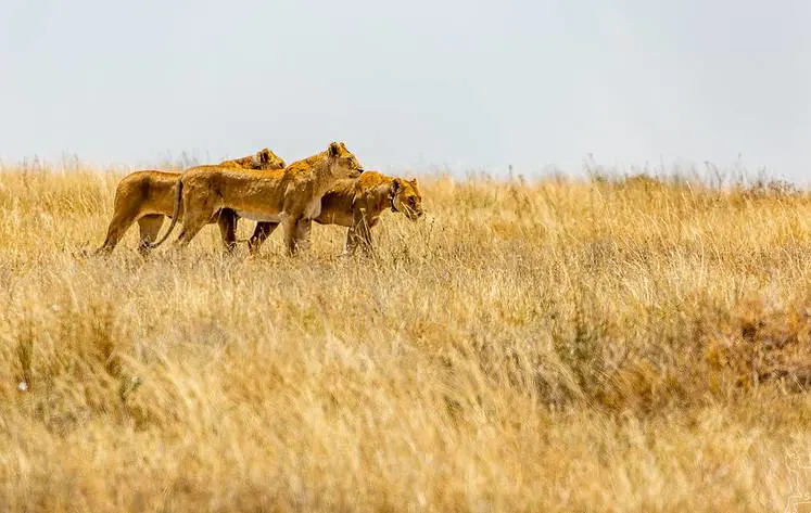 Group of three lionesses live in Serengeti – 5-day safari to Tarangire, Serengeti, Ngorongoro, and Mto wa Mbu Cultural Tour