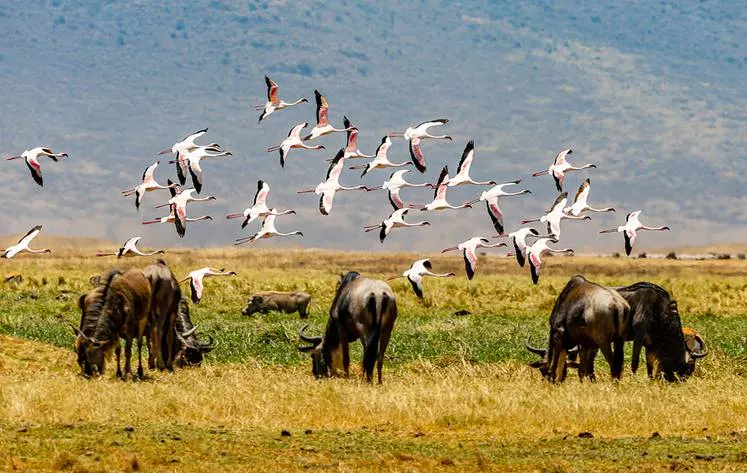 Wildebeest and flamingos at Ngorongoro Crater floor – 2-day safari to Manyara and Ngorongoro Crater