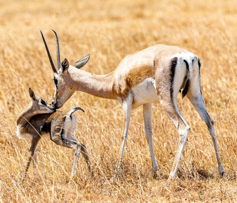 Dama gazelles live in Serengeti: 5-day safari to Tarangire, Serengeti, Ngorongoro, and Mto wa Mbu Cultural Tour