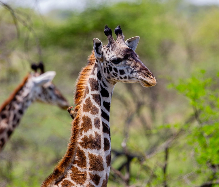 Exploring Tanzania's Northern National Parks on a 4-Day Safari Adventure