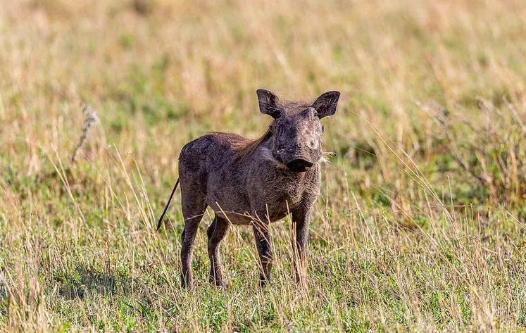 Warthog grazing in Lake Manyara National Park – 3-day Tanzania safari to Tarangire, Manyara, and Ngorongoro Crater